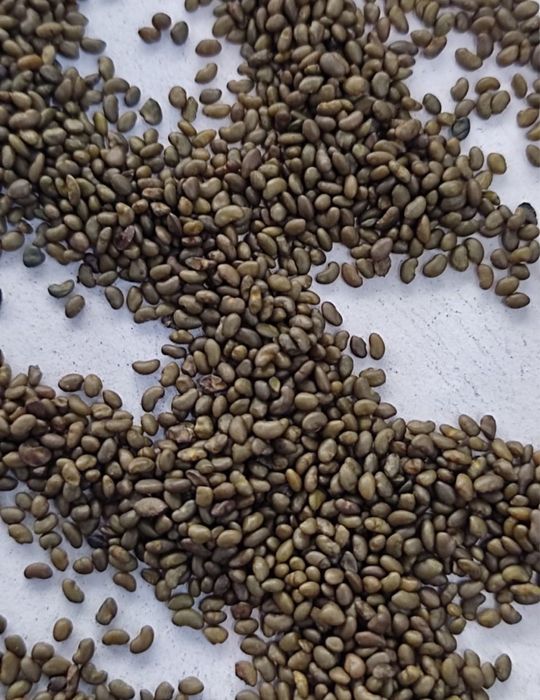 Джеа сорт люцерны