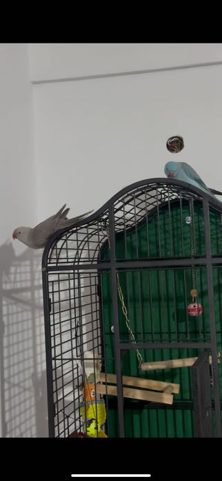 Pereche Micul Alexandru