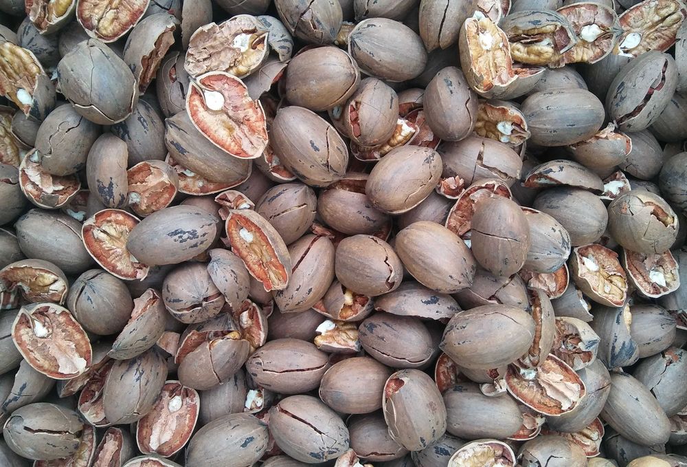 Пекан орех с скорлупой не расколотый