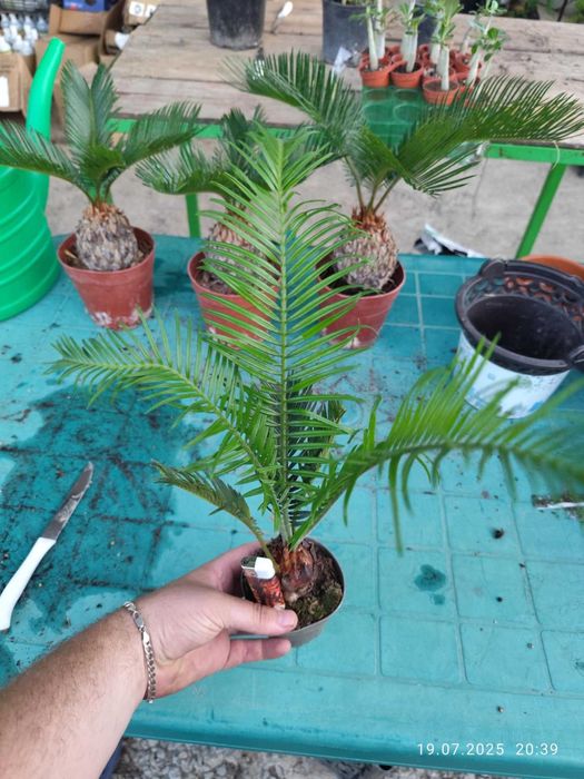 Цикас - Палма ,,