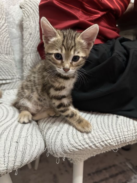 Милые бенгалки ищут родителей!