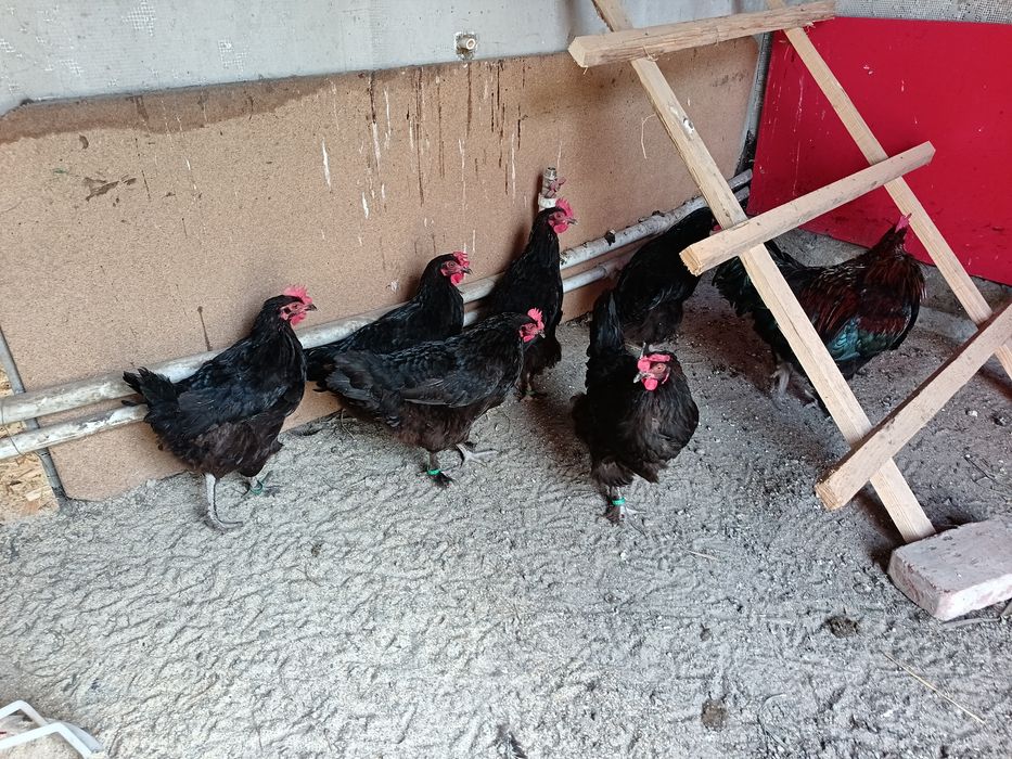 Găini marans de vanzare