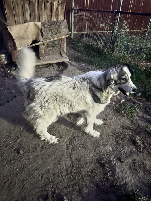 Отдам собак в хорошие руки
