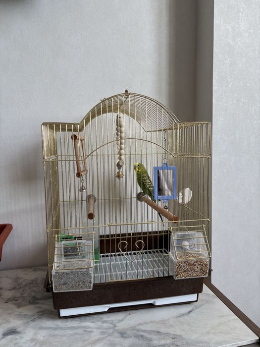 Клетка с попугаями.