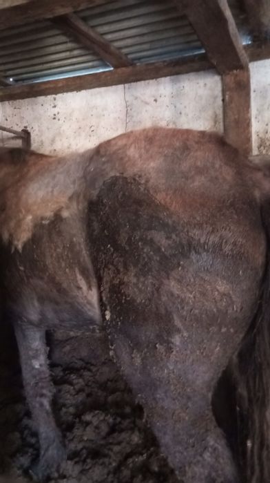 Продам байтал с откорма.