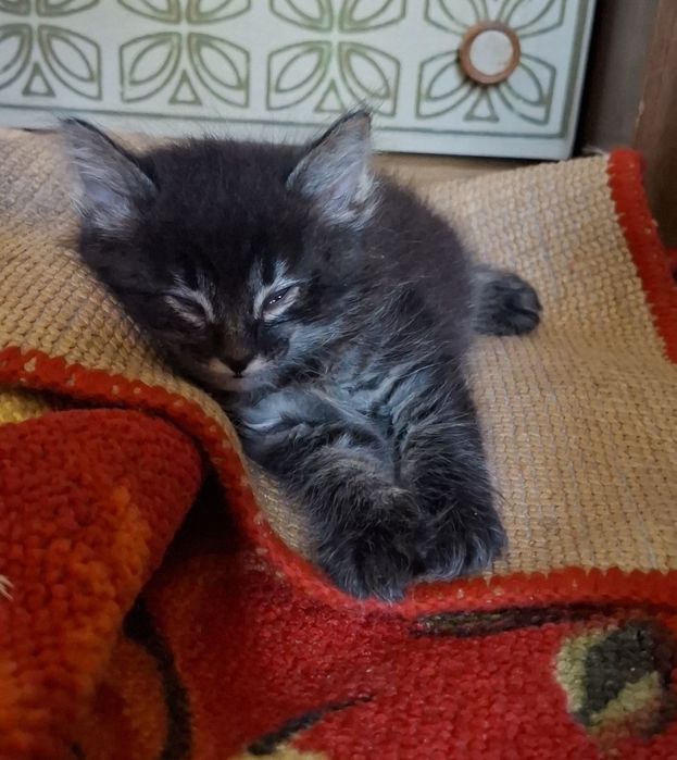 Котёнок-мальчик 1,5 месяца