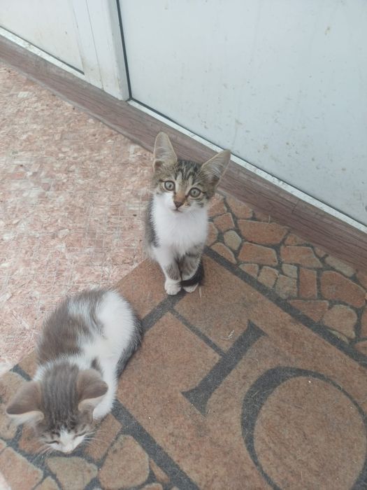 Отдам котят в добрые руки
