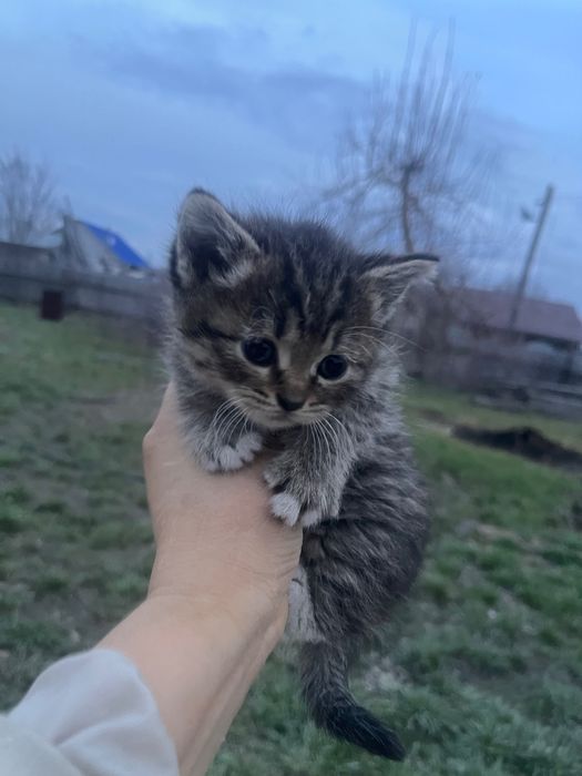 Котята, отец Британец