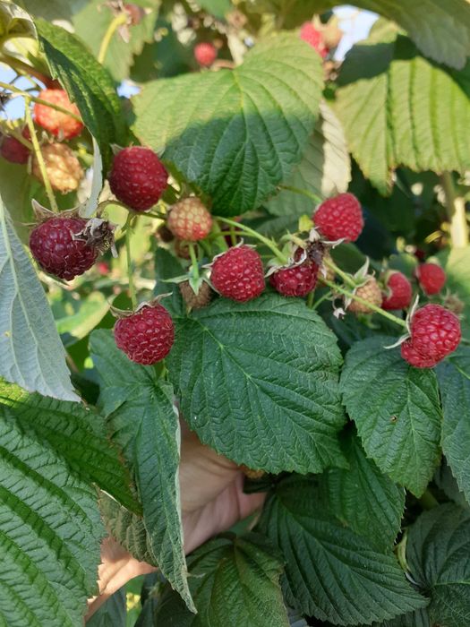 Vand drajoni de zmeura Polka