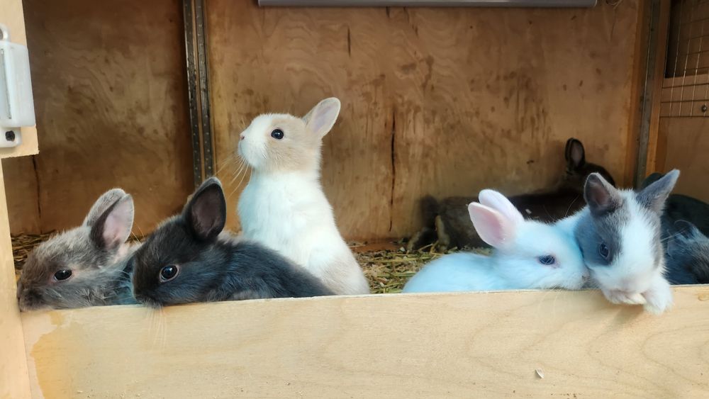 Карликовые кролики