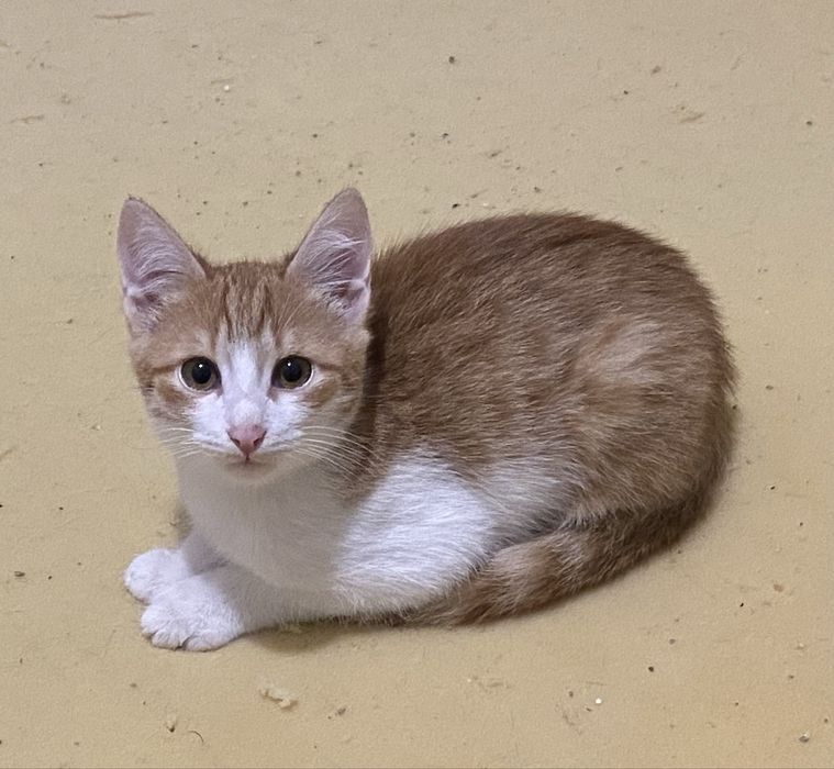 Отдам котят даром
