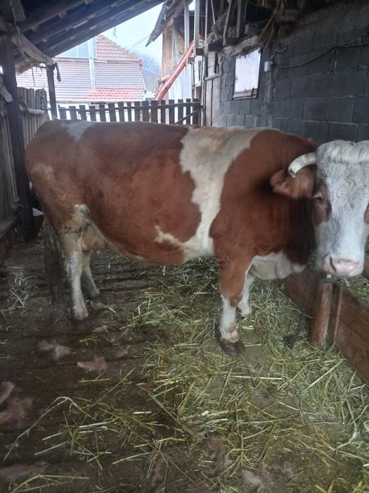 Bălțata românească