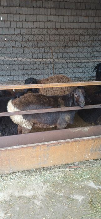 Қой сатылады семіз