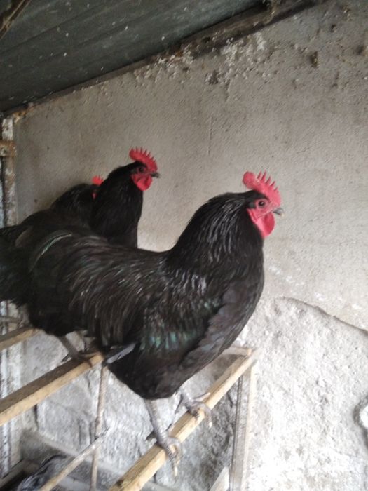 Vind cocoș australop