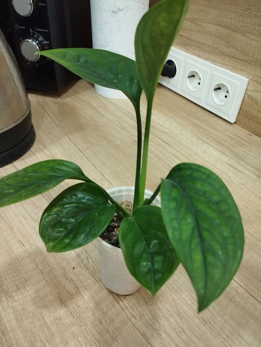 Монстера Карстенианум Перу.