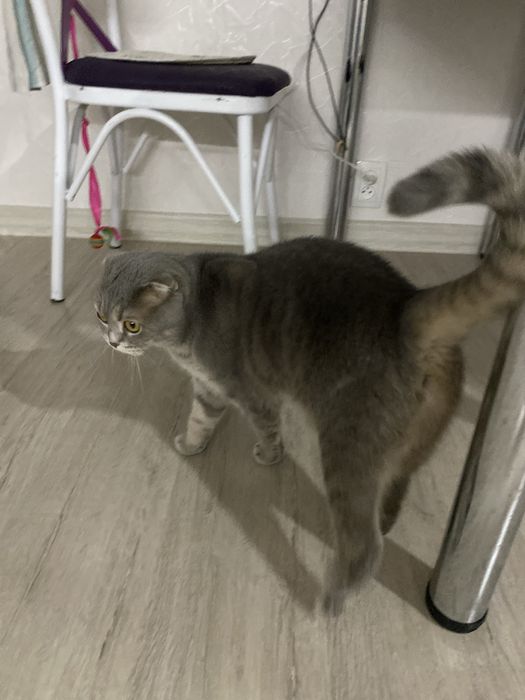 Вислоухая шотландка