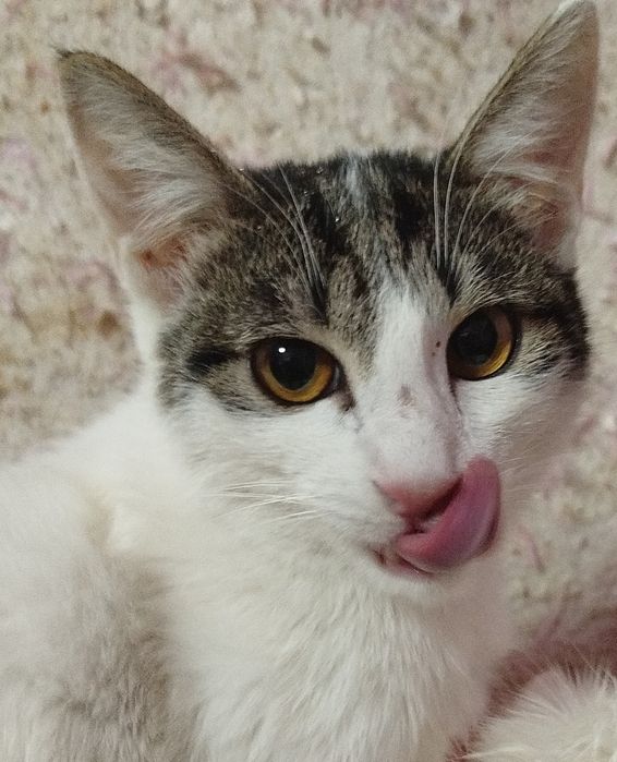 Бесплатно  кошки, коты. Котята подростки