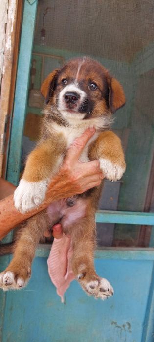 Щенки в добрые руки бесплатно