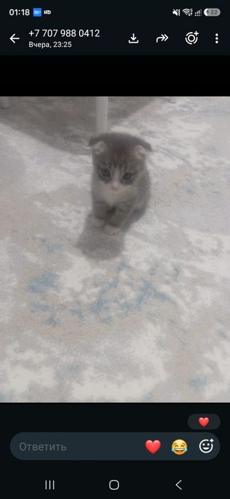 Веслоухая кошка продаю