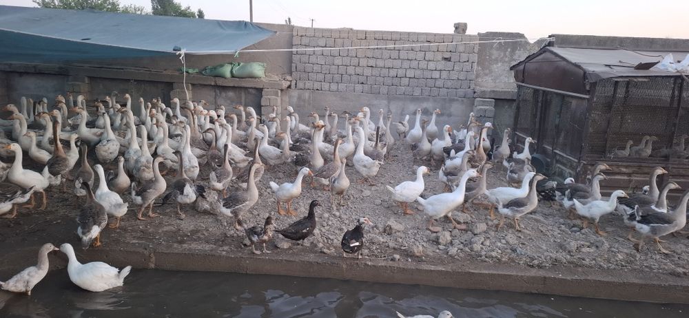 Gõzlar sotiladi , Продаются гуси