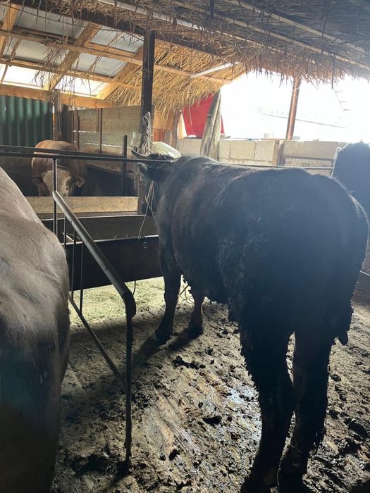 Срочно продаются бычки