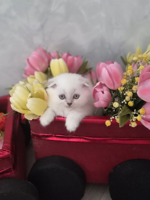 Продаются котята