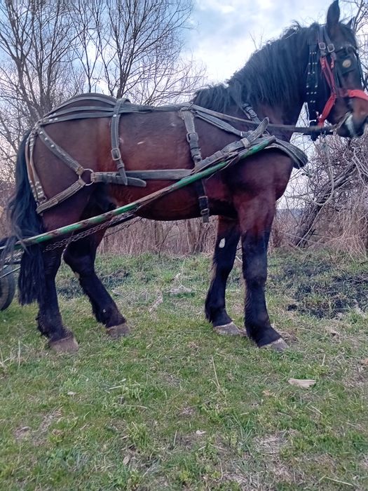 Vand cal doi ani jumate