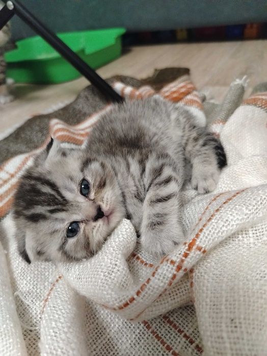 Продам замечательных вислоухих котят