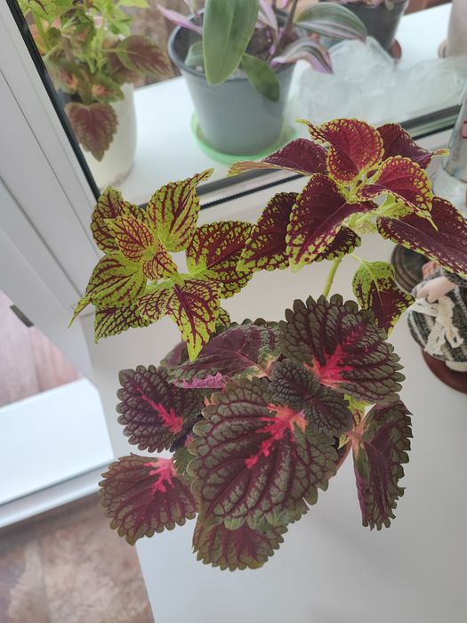 Цветок колеус!!!