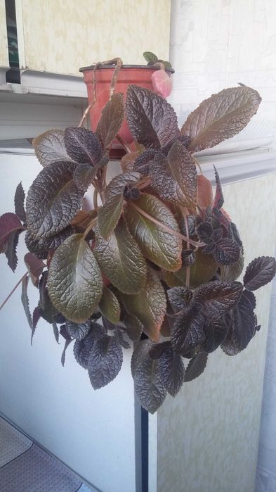 Эписция комнатная