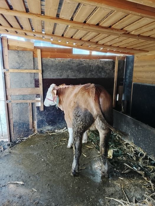 Vând junică gestanta și vitea