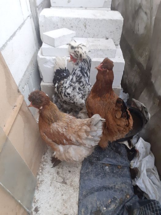 Vând ouă gaini din imagine