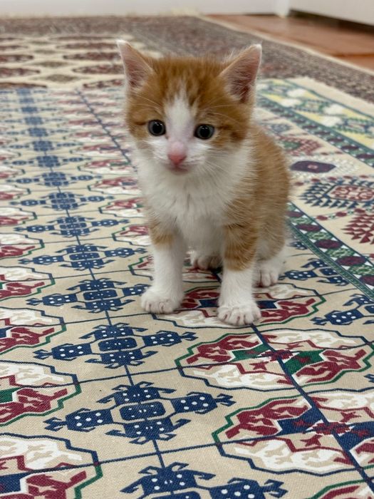 Кот 1,5 месяца, мальчик. Бесплатно