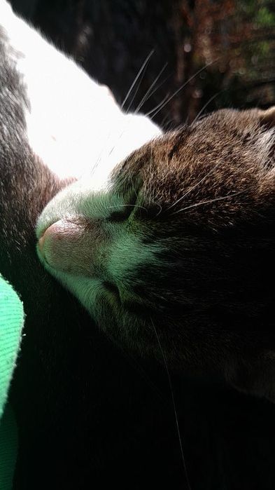 Pisoi/ motan spre donatie