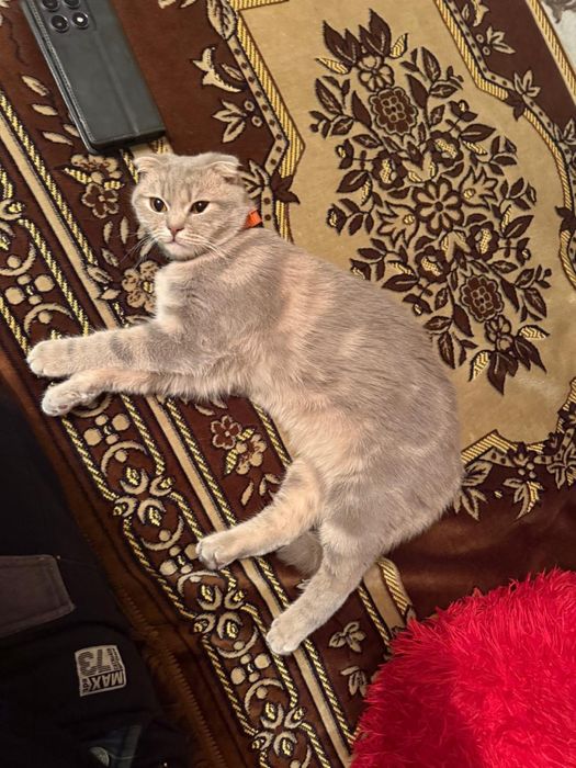 Продам     котят