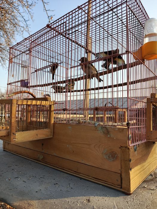 Щеглы седоголовые .простушки