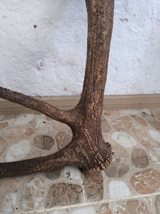 Чифт рога от елен, трофей