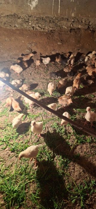 Продам цыплят 2 недели