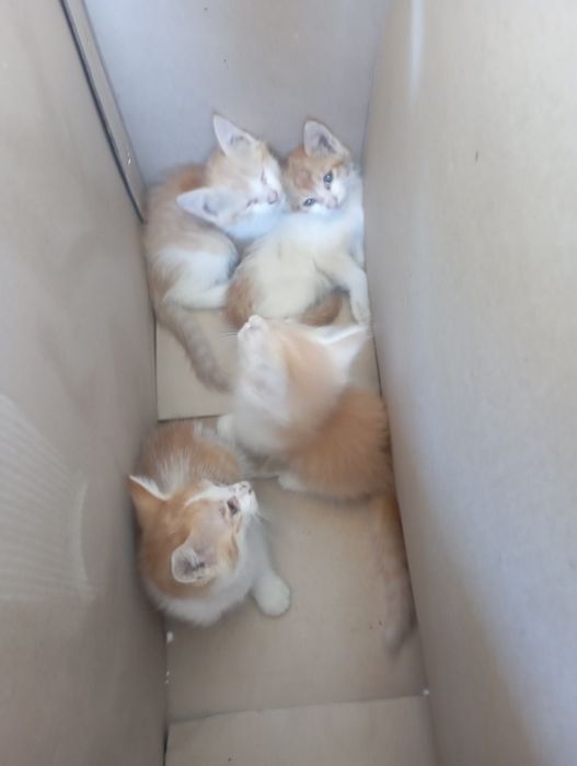 Mushuk sotiladi yangi yul tuya bugiz maxalasi