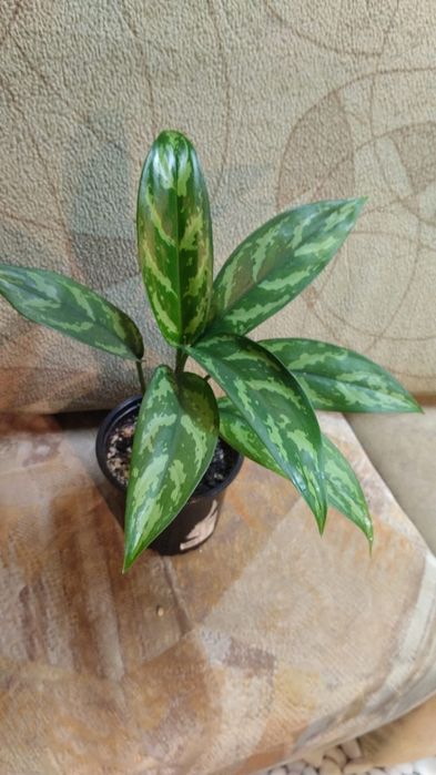 Продам комнатные растения