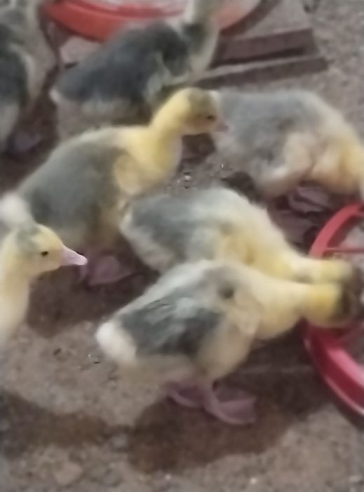 Продам гусят породы Линда