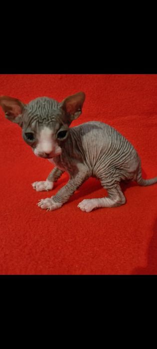 Продам котят сфинкс