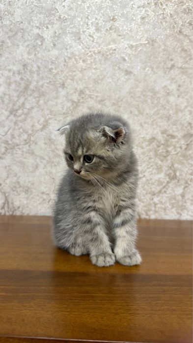 Котенок Scotish Fold
