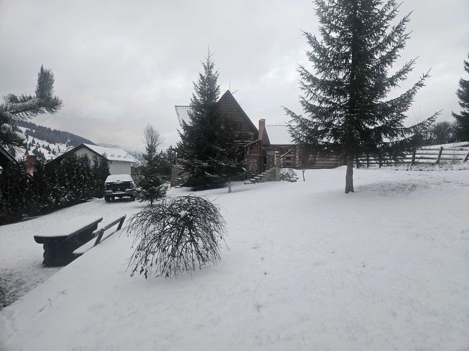 Vilă vatra dornei,  dorna arini