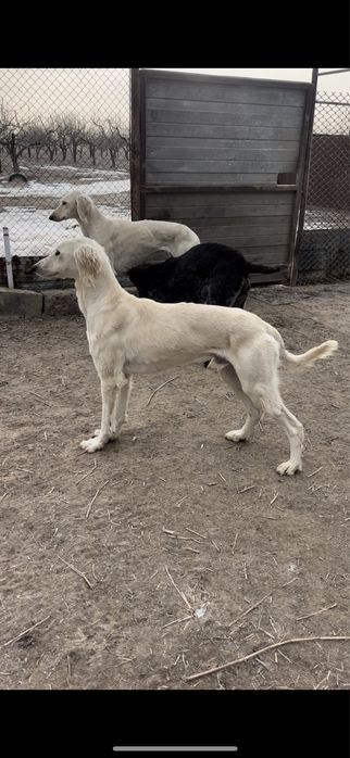 Тазылар сатылады