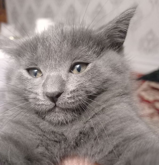 Мушукча 500 минг сумга сотилади