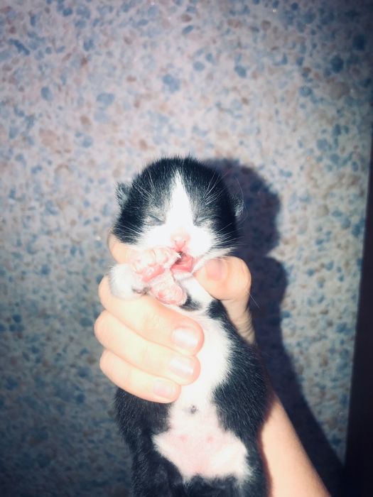 Котенки веслоухо