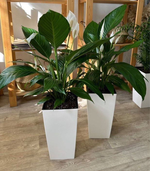 Голландские цветы ОПТОМ! Офисы, рестораны, гостиницы!!!