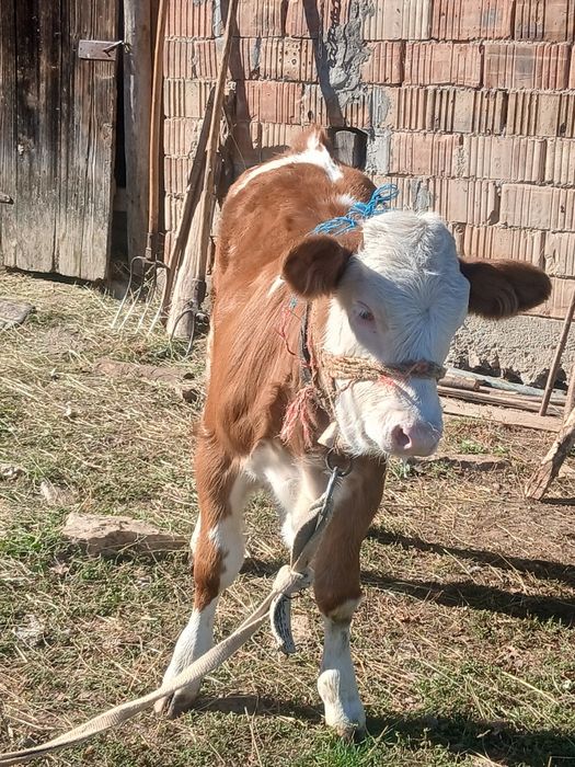 Vând vițeauă de 3 luni.