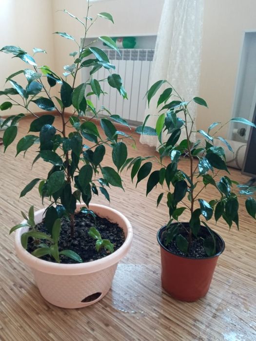 Цветы разные. Цены разные.